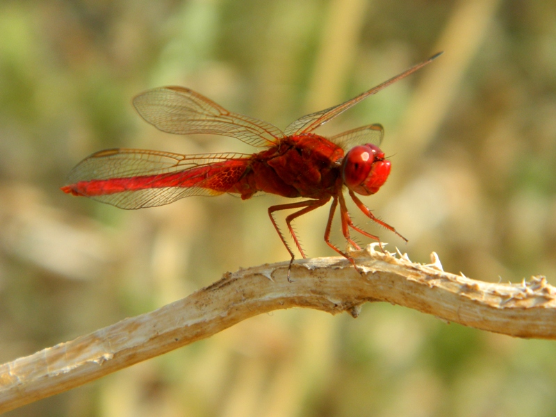 Richiesta id libellula dalla Sicilia 3